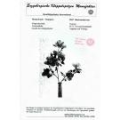 Klöppelbrief Nr. 9047 Blüte Biedermeierrose